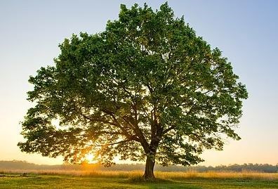 Portland Tree Care: What Services Do Tree Care Companies Offer?