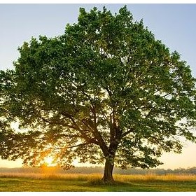 Portland Tree Care: Top Benefits of Hiring Professional Tree Removal Services