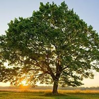 Portland Tree Care's Portfolio